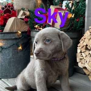 Sky, Silver Labrador Retriever Puppy
